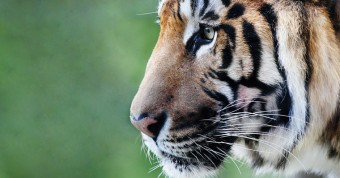 Read more about the article Tracing the footprint of the Goan tiger