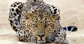 Read more about the article Steal a leopard’s habitat