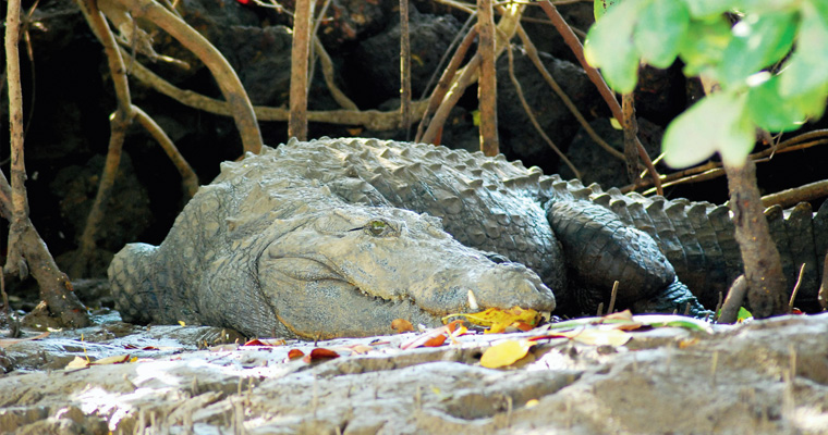 You are currently viewing Spot a Crocodile in Goa