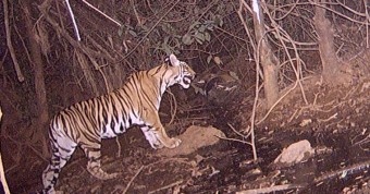 Read more about the article Tiger Caught on Camera