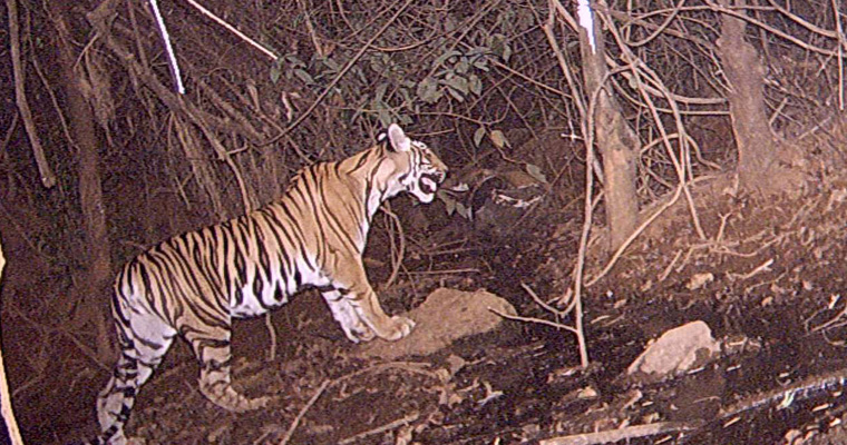 You are currently viewing Tiger Caught on Camera
