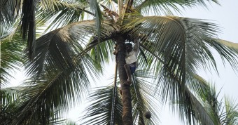 Read more about the article Coconut Trees under Threat