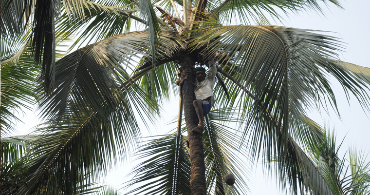 You are currently viewing Coconut Trees under Threat