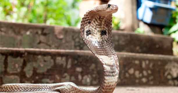 You are currently viewing Goa: The land of snakes