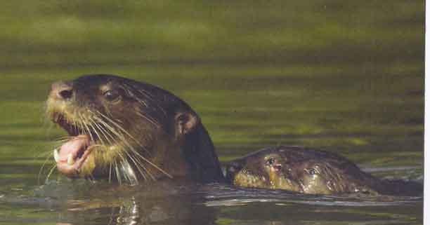 Read more about the article The Otter Side of the Story