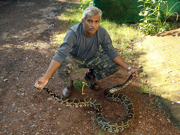 Read more about the article Rescuing pythons and pangolins