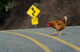 Read more about the article Why Did The Chicken  Cross The Road?