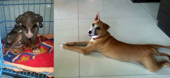 Read more about the article Our Goa, Our Strays